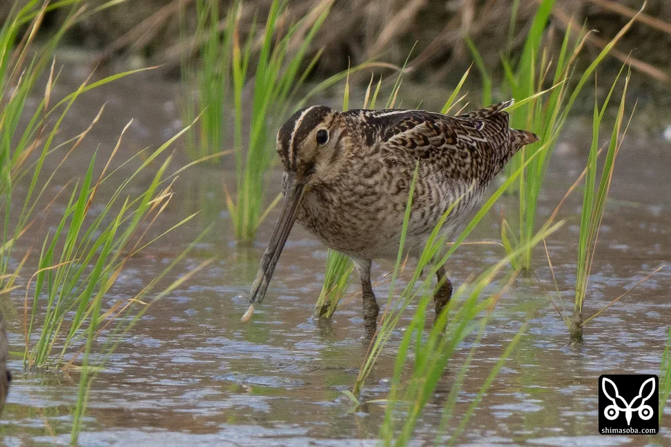 チュウジシギ