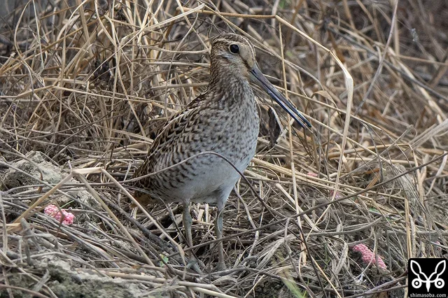 ハリオシギ幼鳥。