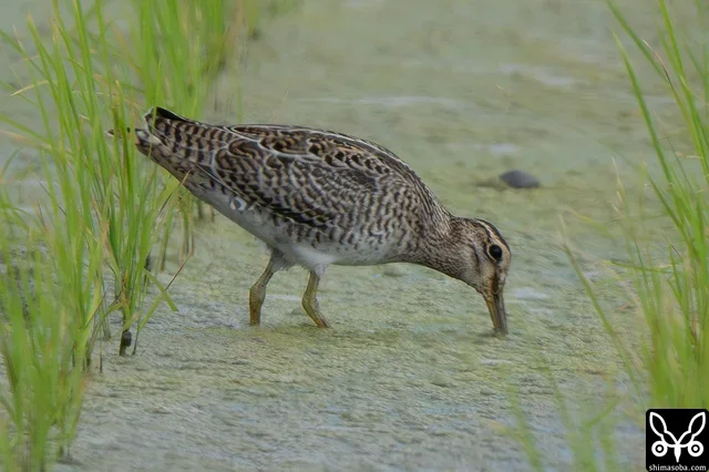 チュウジシギ幼鳥。