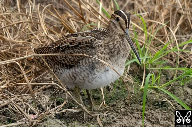 チュウジシギ幼鳥。
