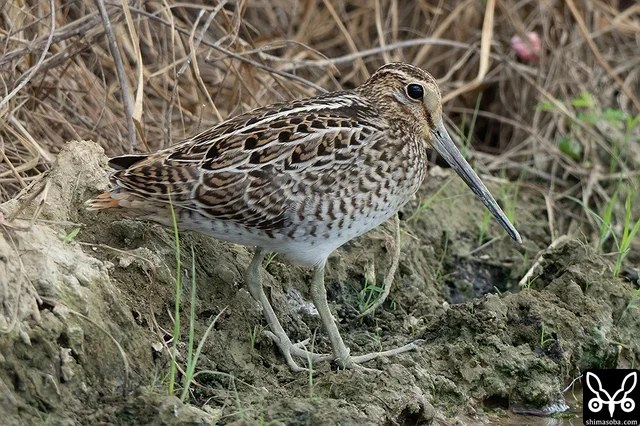 ハリオシギ幼鳥。