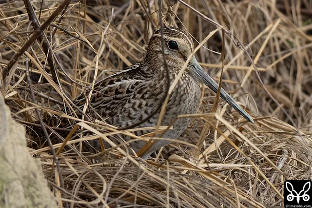ハリオシギ幼鳥。