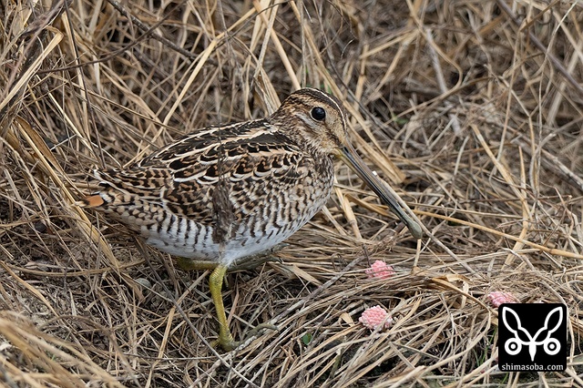 チュウジシギ