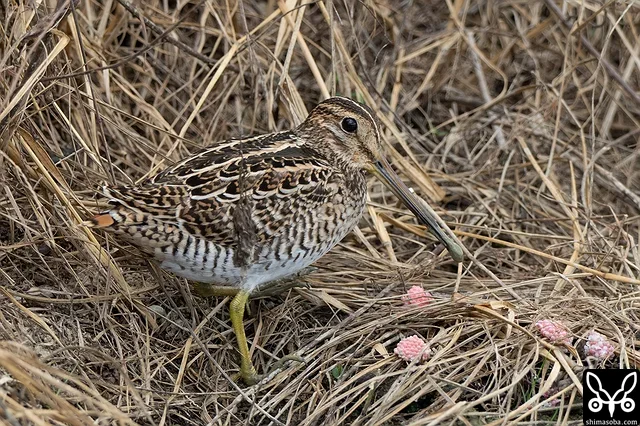 チュウジシギ幼鳥。