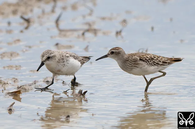 トウネン成鳥(左)とヒバリシギ幼鳥。