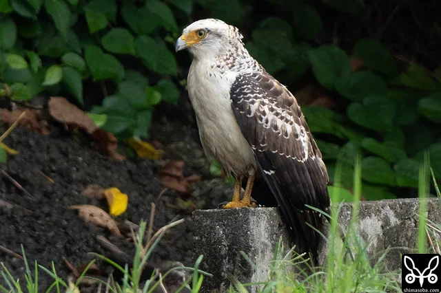 カンムリワシの幼鳥。側溝に何か見つけると飛びかかり、自分で狩りの練習もしていました。