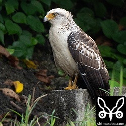カンムリワシの幼鳥。側溝に何か見つけると飛びかかり、自分で狩りの練習もしていました。