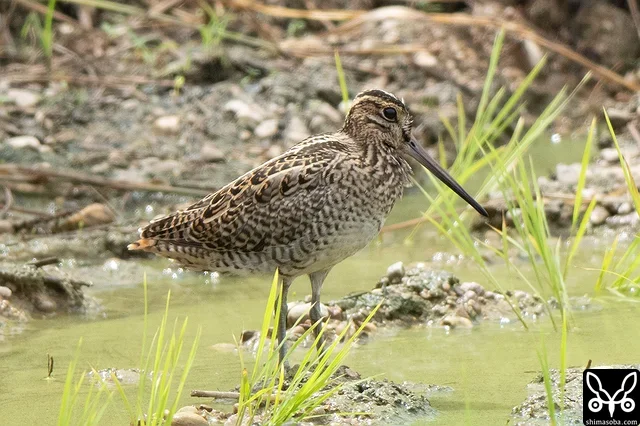 チュウジシギ幼鳥。