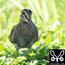チュウジシギ