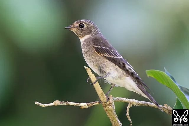 サメビタキ幼鳥。ここまでフレッシュな幼羽は初めて見ました。