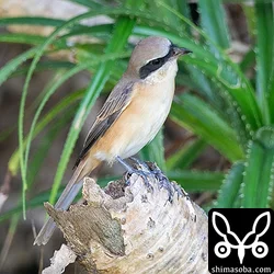 シマアカモズの成鳥オス。渡りの序盤はオスの成鳥が多いですね。