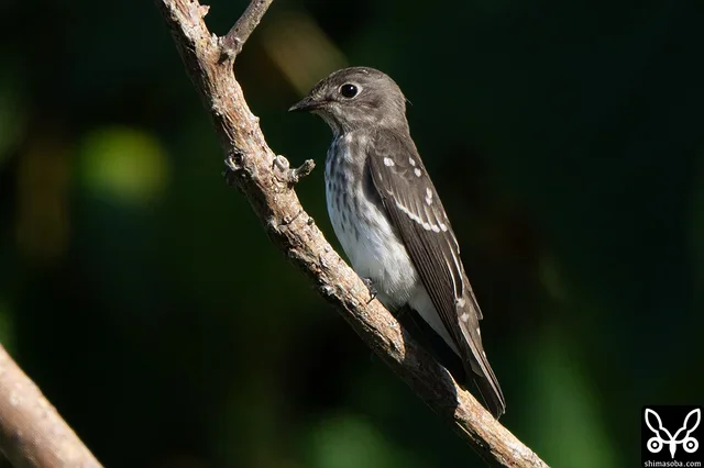 エゾビタキ幼鳥。エゾビタキは成鳥、幼鳥含めてサメビタキ属では一番多いようでした。