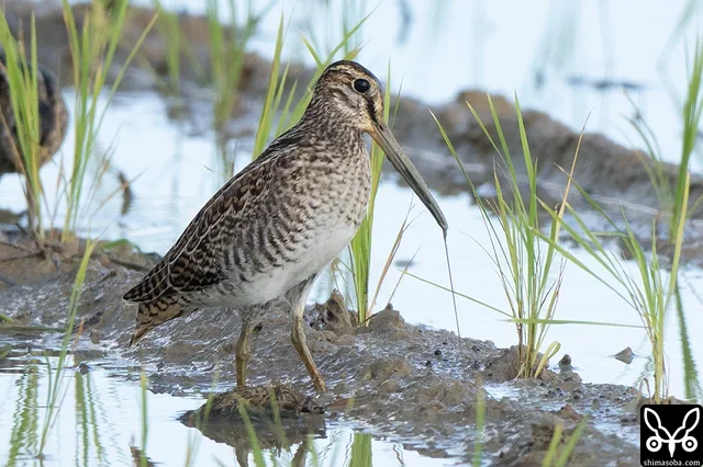 土の中から丁寧にミミズを引っ張り出すハリオシギ幼鳥。