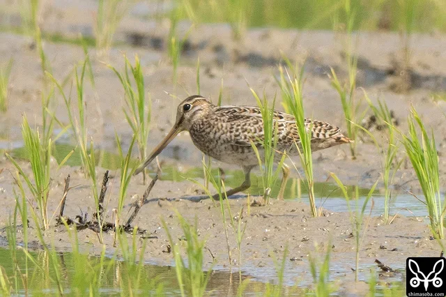遠くにもハリオシギ。こちらも幼鳥。