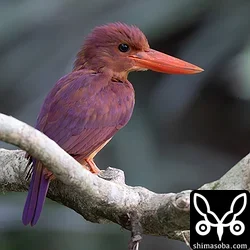 リュウキュウアカショウビン