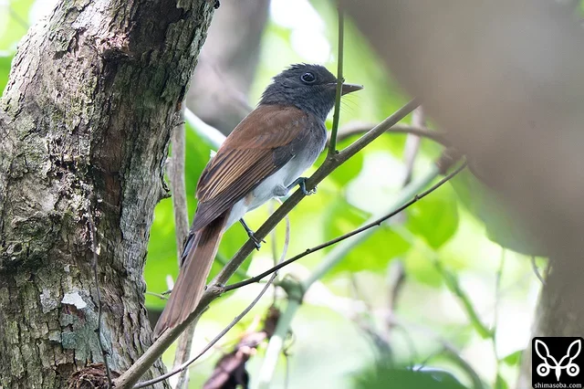 公園の駐車場脇にサンコウチョウの群れを発見。