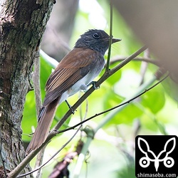 公園の駐車場脇にサンコウチョウの群れを発見。