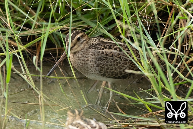 チュウジシギ