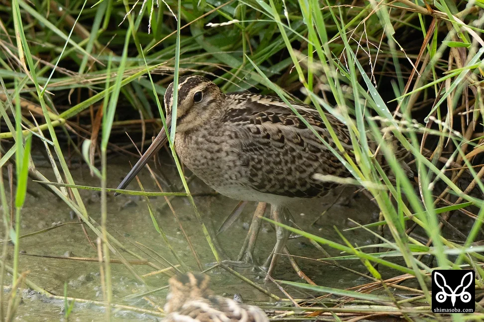 チュウジシギ