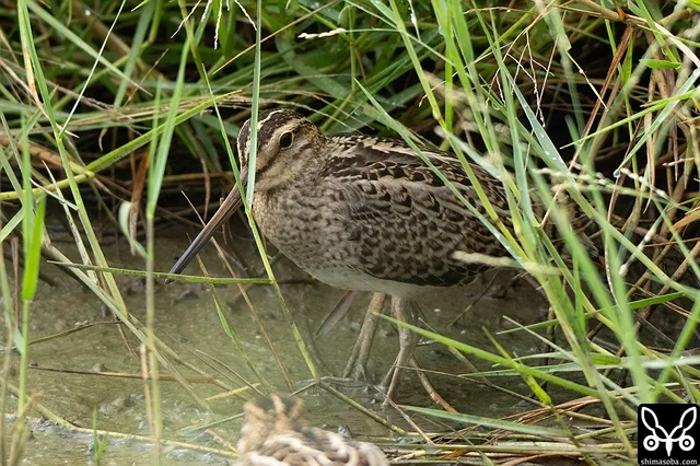 近すぎてフリーズしてしまったチュウジシギ幼鳥。