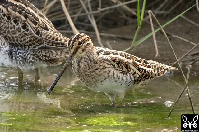 チュウジシギの群れに唯一のタシギ成鳥。