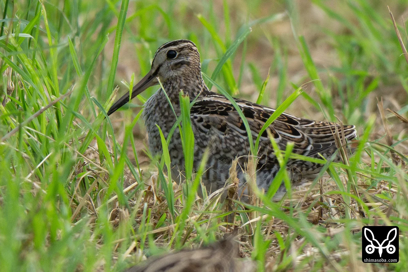 チュウジシギ