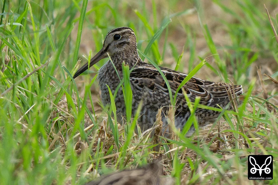 チュウジシギ