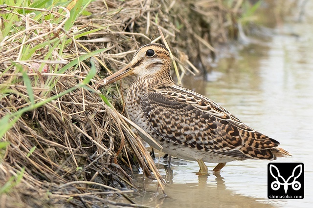 チュウジシギ