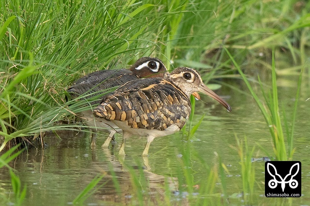 タマシギ