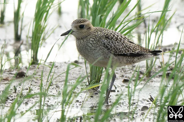 今季初となるムナグロの幼鳥。