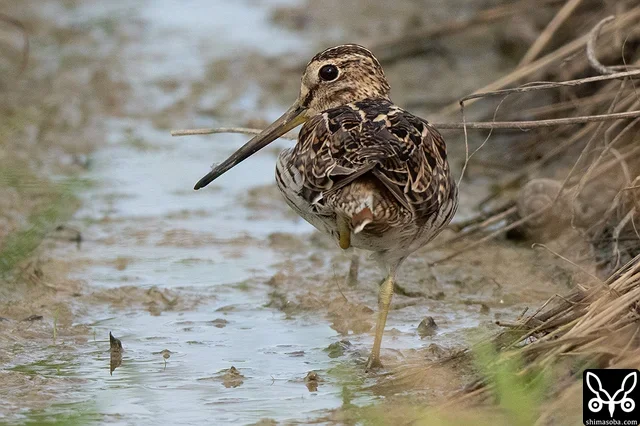 `8月22日から長期滞在の左足を欠損しているハリオシギ成鳥 <https://shimasoba.com/blog/2525/>`__ 。