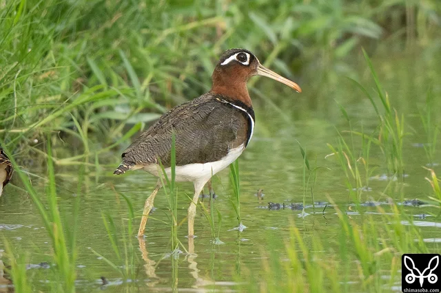 タマシギのメスがほかの個体の鳴き声に反応して進み出てきました。