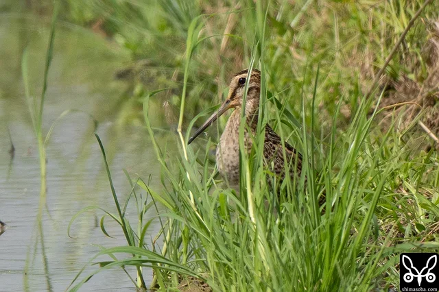 草むらで休むチュウジシギ幼鳥。