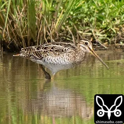 チュウジシギ