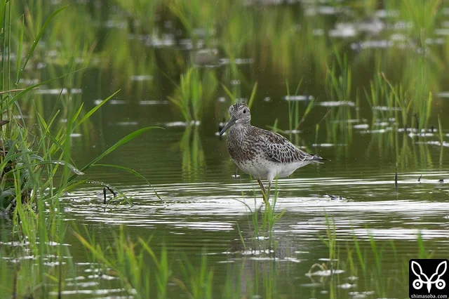 オバシギも今季初。幼鳥でした。