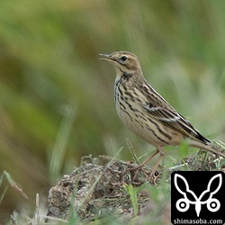 ムネアカタヒバリは10羽程度の小さな群れが飛来。タヒバリも1羽か2羽混じっていましたが写真は撮れず。
