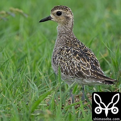 ムナグロの成鳥。冬羽へ移行中。