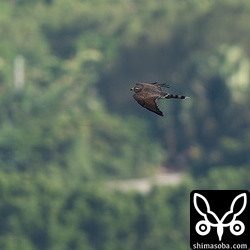 サシバのオス。第2回冬と思われます。