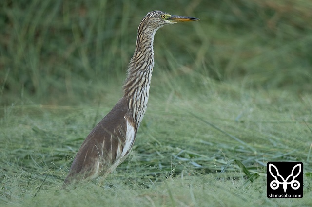 アカガシラサギ