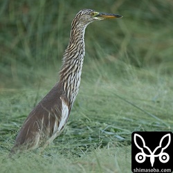 仕事帰りにアカガシラサギを見つけました。