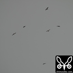 ピークの時間帯は逃しましたが、数十羽のタカ柱は何度が見ることができました。^^