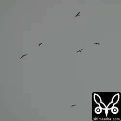 ピークの時間帯は逃しましたが、数十羽のタカ柱は何度が見ることができました。^^