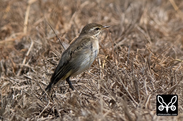 ツメナガセキレイ
