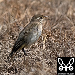 双眼鏡に入った瞬間、知らないムシクイかと思ってびっくりしたツメナガセキレイの第1回冬羽。