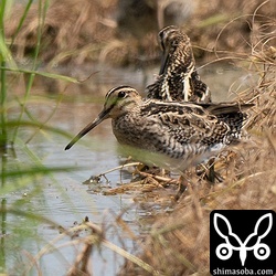 冬羽への衣替えがかなり進んでいるチュウジシギ。