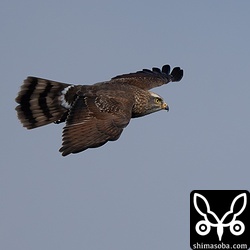 サシバのオス。第2回冬と思われます。