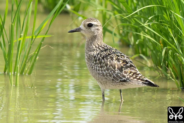 ムナグロの幼鳥。島内には幼鳥、成鳥とも滞在していますが、この群れは5羽全てが幼鳥でした。