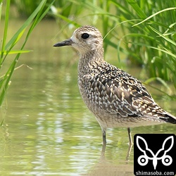 ムナグロの幼鳥。島内には幼鳥、成鳥とも滞在していますが、この群れは5羽全てが幼鳥でした。