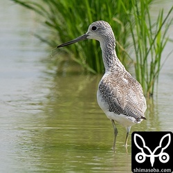 アオアシシギ冬羽。こちらも数羽が残るのみ。