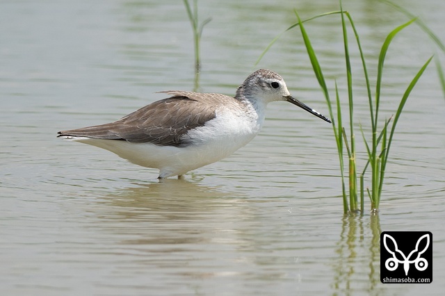 コアオアシシギ